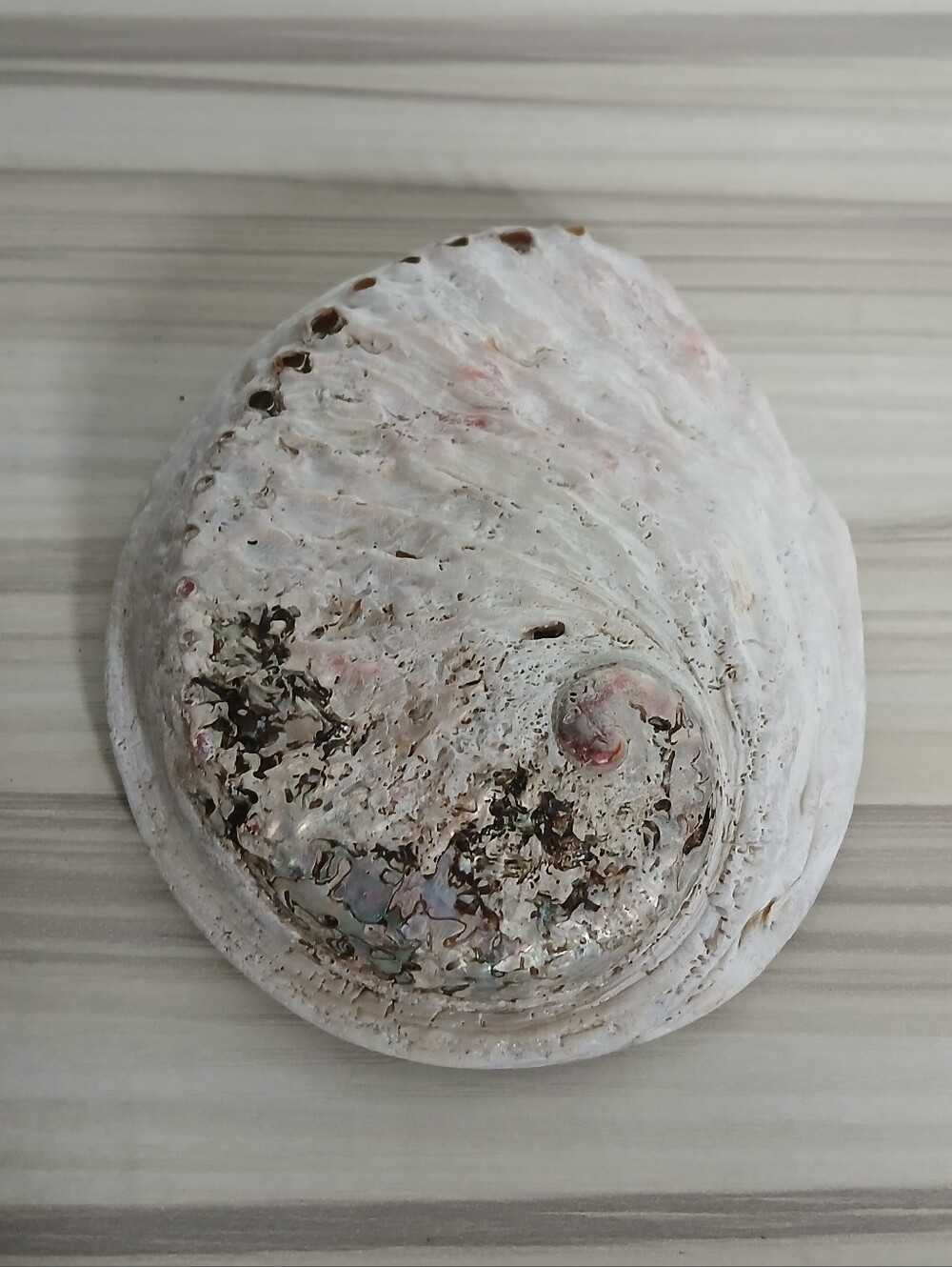 Genuine Abalone Shell - Picture 13 of 13
